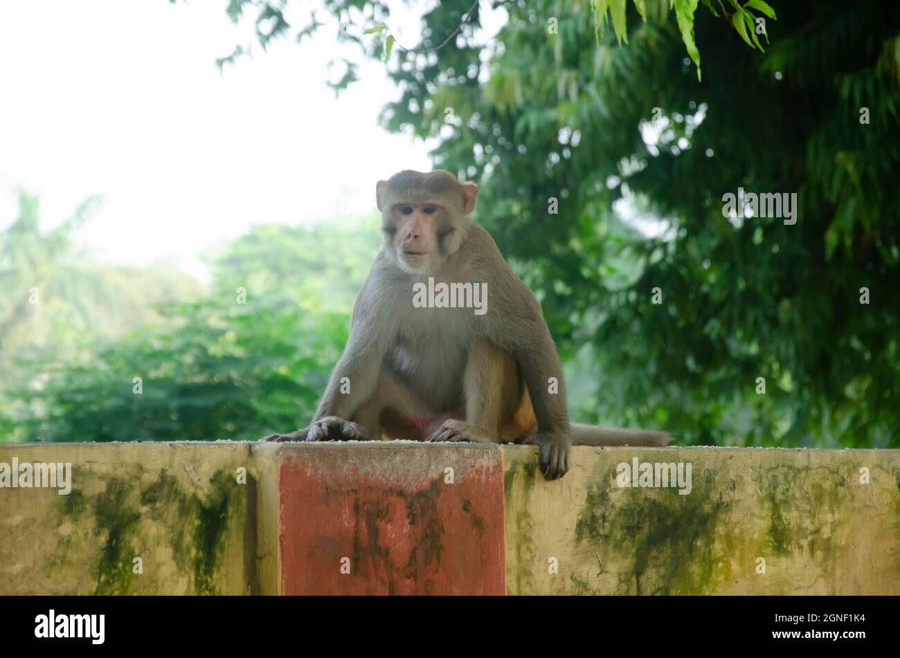 Singe mâle indien assis sur le mur le matin. Banque D'Images