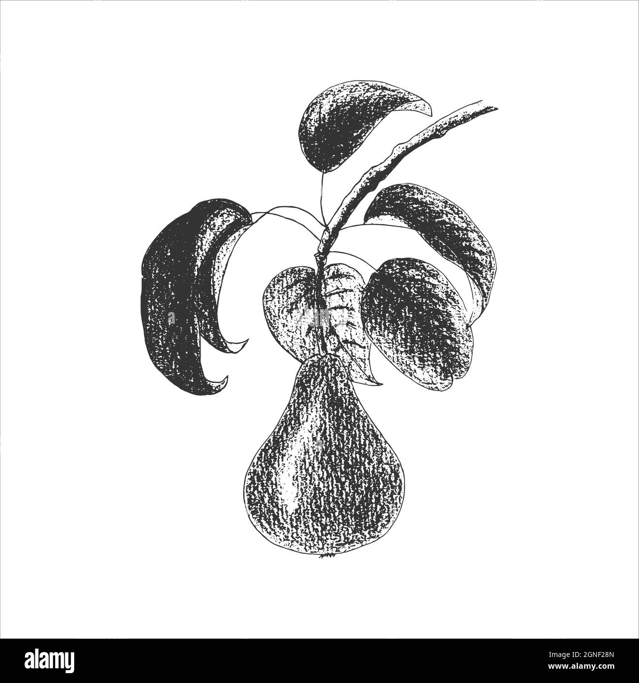 Branche de poire avec fruits et feuilles, impression, empreinte, timbre, dessin à la main au crayon, style gravure, isolé, fond blanc. Illustration vectorielle Illustration de Vecteur