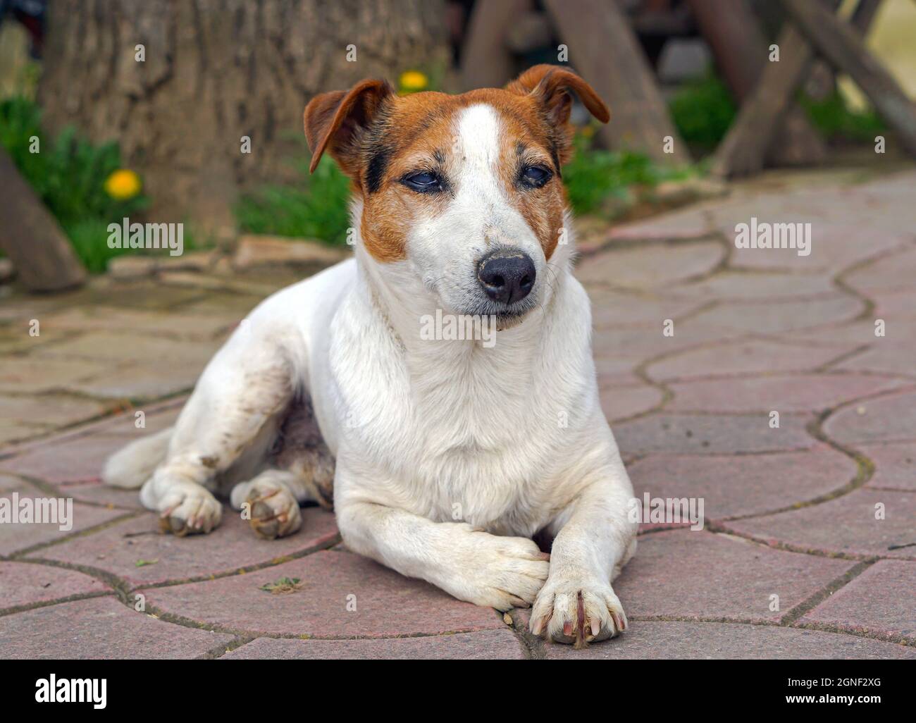 Très vieux chien de terrier Jack Russel sur la chaussée Banque D'Images