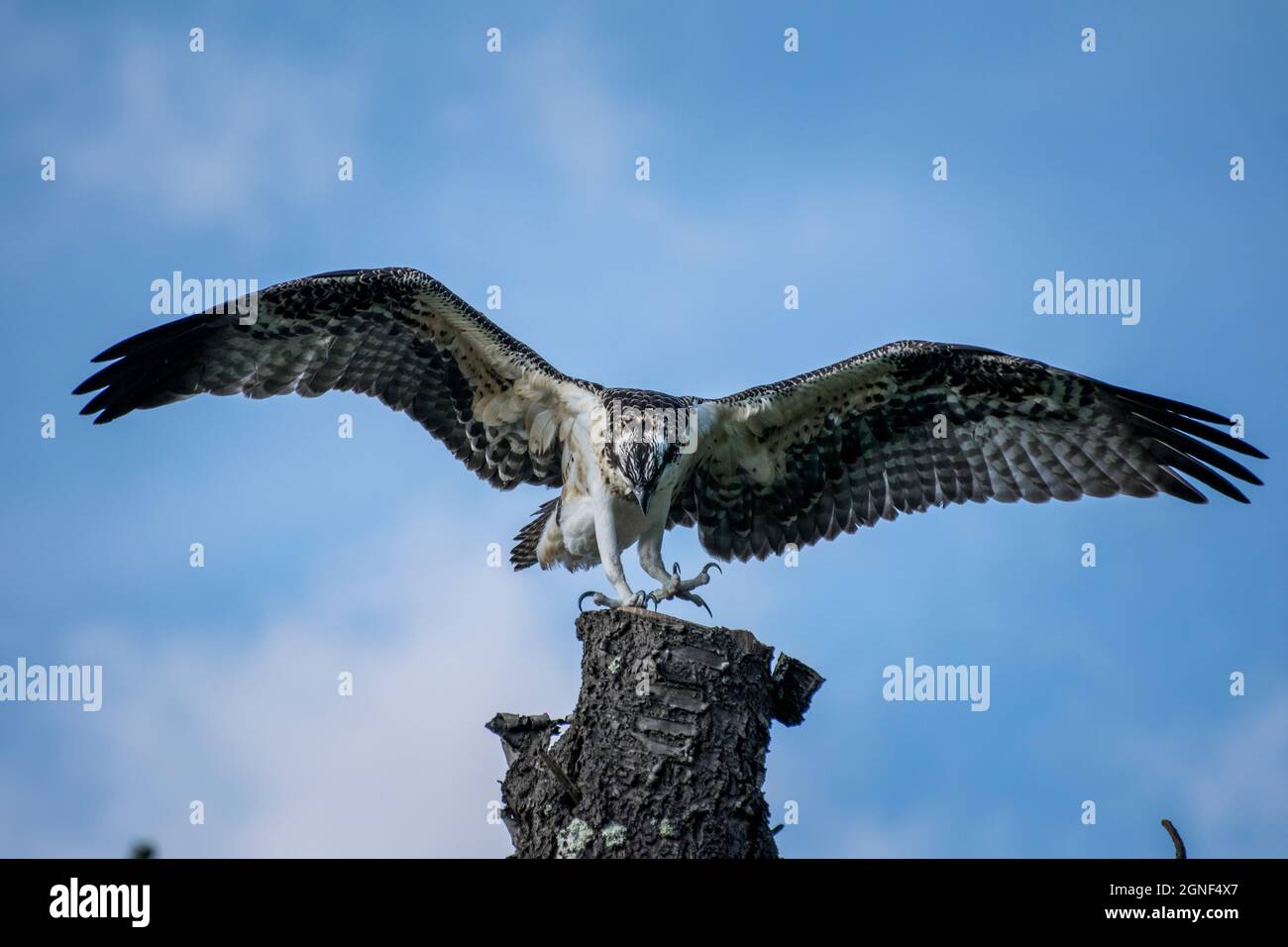 Osprey Wingspan sur l'arbre Banque D'Images