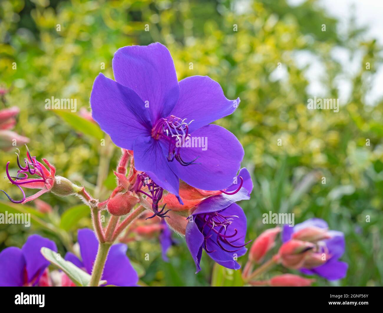 Fleur de la princesse Tibouchina urvilleana et gousses de graines Banque D'Images