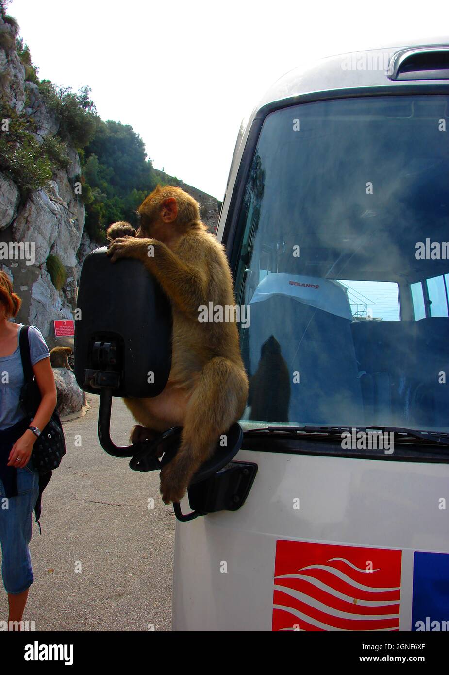 Un singe Barbarie hitching un tour dans un bus - Gibraltar 2007 Banque D'Images