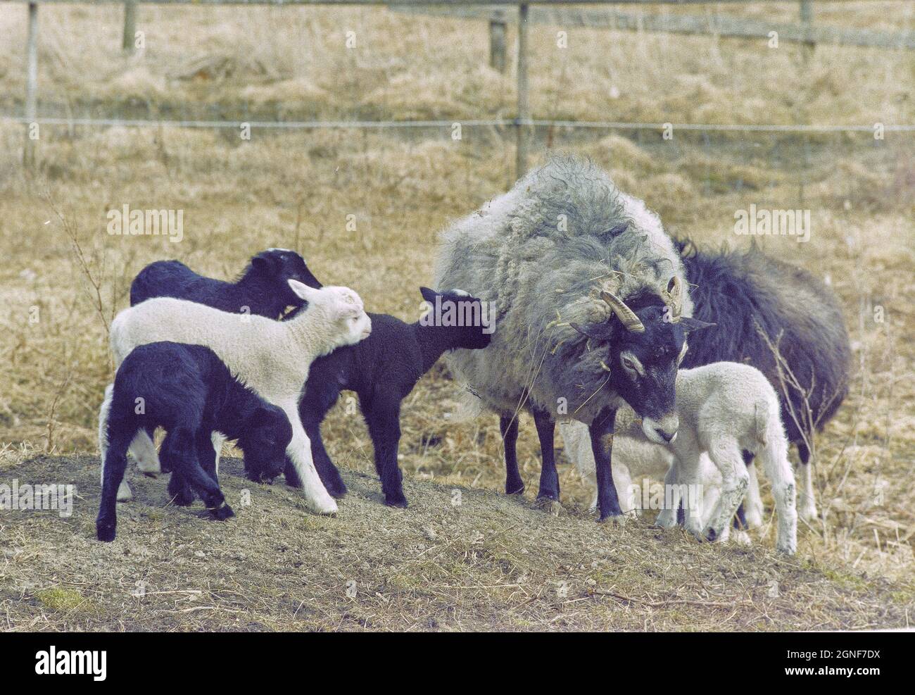 Un groupe d'agneaux nouveau-nés, en noir et blanc dans un champ sur une ferme au printemps Banque D'Images