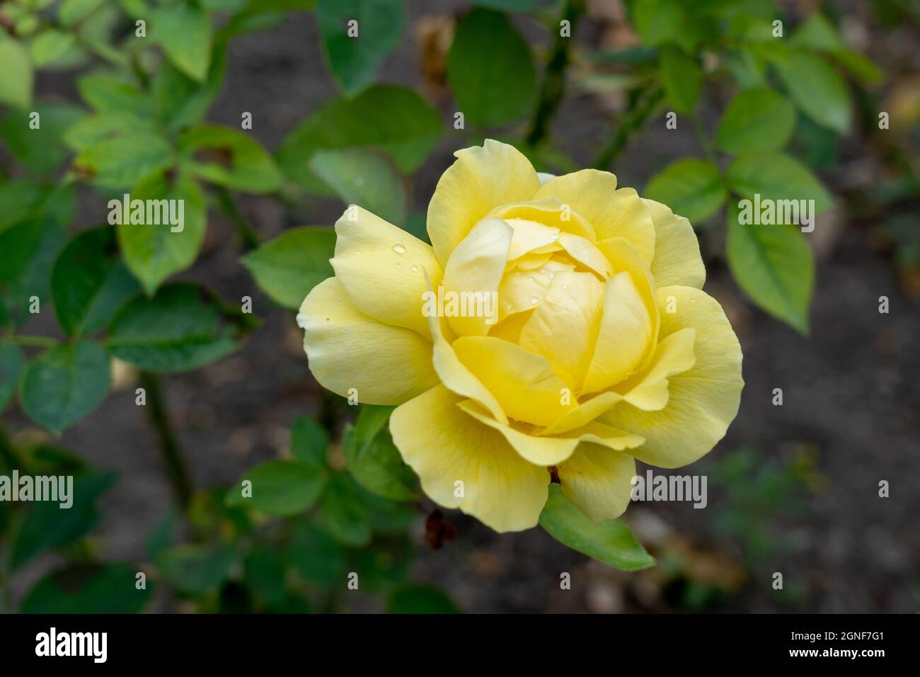 Gros plan de Jean Pierre Ferland rose fleur. Canada Banque D'Images