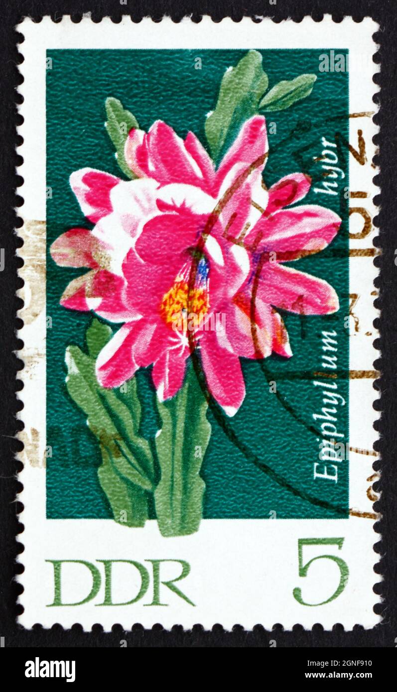 RDA - VERS 1970 : un timbre imprimé en RDA montre Epiphyllum, plante de cactus à fleurs, vers 1970 Banque D'Images