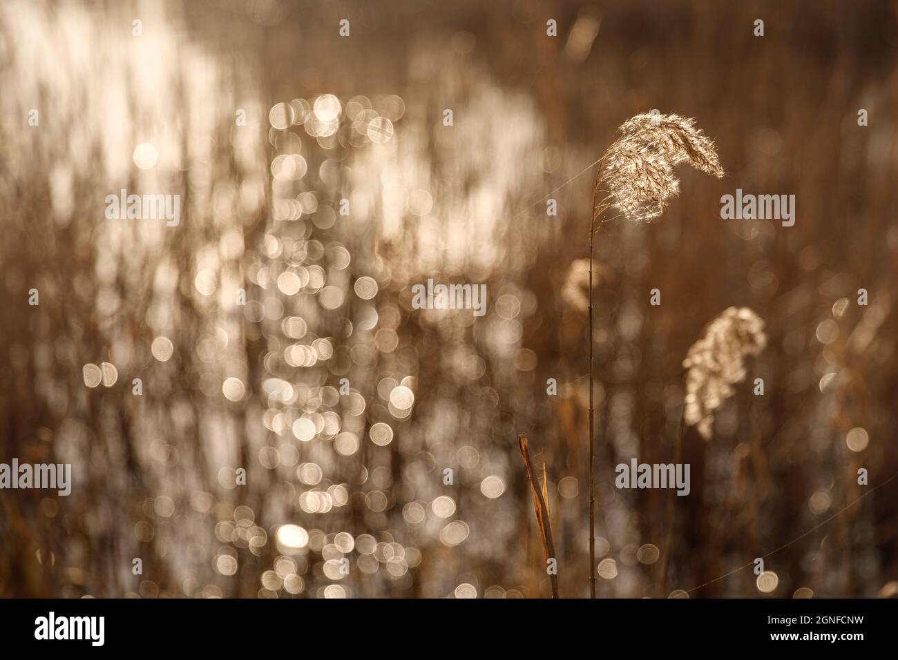 Foyer doux sélectif de l'automne lac herbe sèche, roseaux, tiges soufflant dans le vent à lumière dorée de coucher de soleil, horizontale, lac flou sur fond, copie Banque D'Images