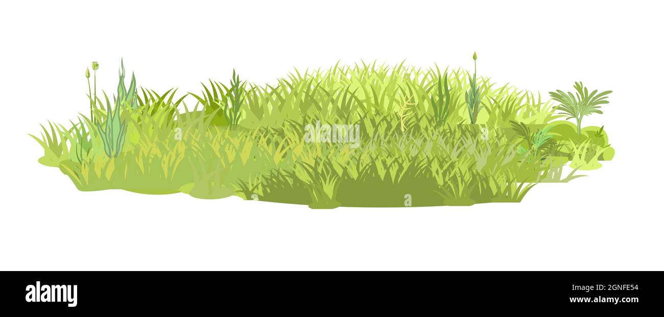 Dense prairie d'été. Épaisse pelouse verte. Zone d'herbe. Aire de jeux. Un endroit. Paysage magnifique et gracieux. Isolé sur fond blanc. Plat Illustration de Vecteur