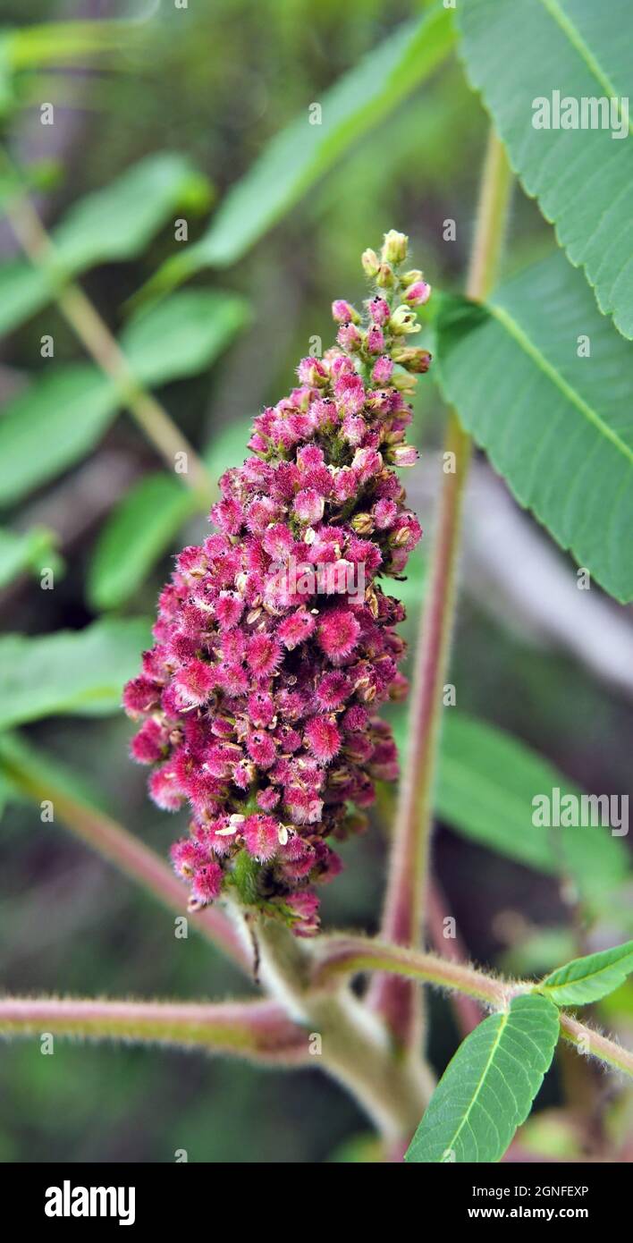 Gros plan de la fleur rose sur un arbre de staghorn sumac qui pousse dans la forêt. Banque D'Images