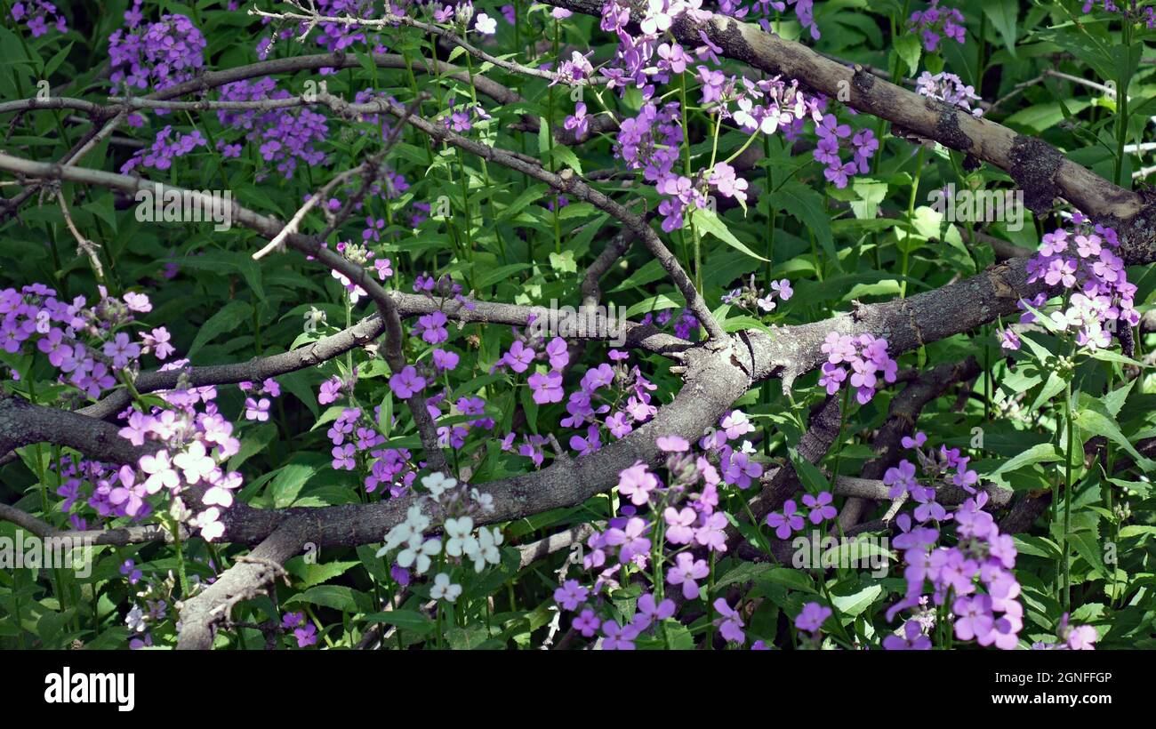 Fleurs sauvages violettes qui poussent autour d'une ancienne branche d'arbre déchue dans la forêt. Banque D'Images