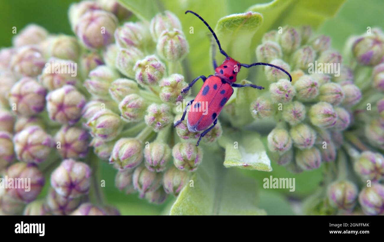 Gros plan du coléoptère de l'herbe à lait rouge assis sur les bourgeons de fleurs roses minuscules d'une plante de l'herbe à lait qui pousse dans un champ. Banque D'Images