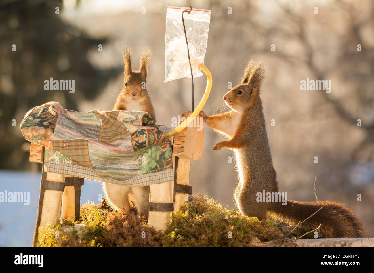 L'écureuil roux dans la neige avec lit et draps Photo Stock - Alamy
