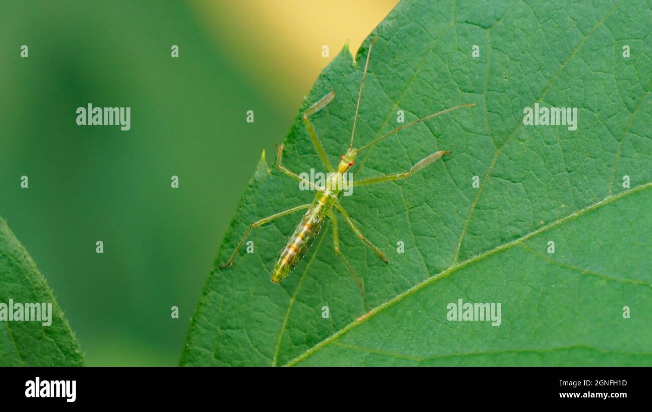 APPAREIL PHOTO NUMÉRIQUE OLYMPUS - gros plan d'un insecte assassin vert pâle reposant sur la feuille d'une plante woodbine dans la forêt. Banque D'Images