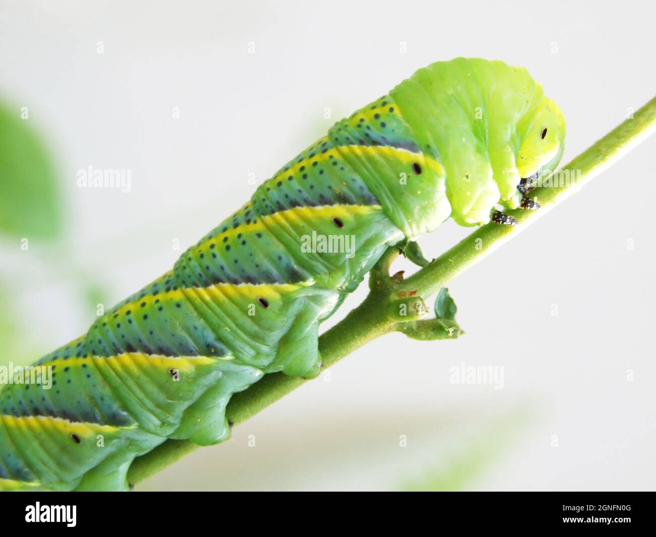 Macro de gros plan d'une chenille avec un ver vert dévorant une feuille Banque D'Images