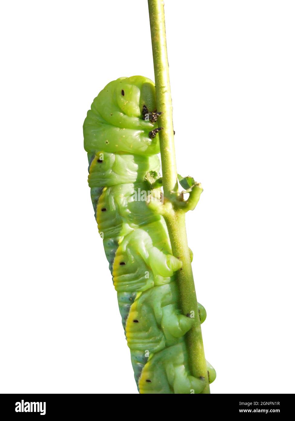 Découpe gros plan d'une chenille avec un ver vert dévorant une feuille sur fond blanc Banque D'Images