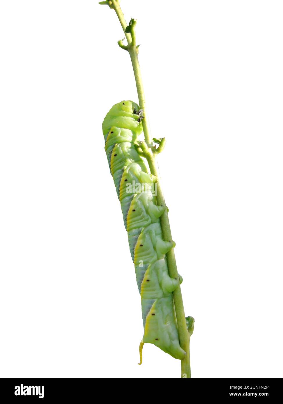 Découpe gros plan d'une chenille avec un ver vert dévorant une feuille sur fond blanc Banque D'Images