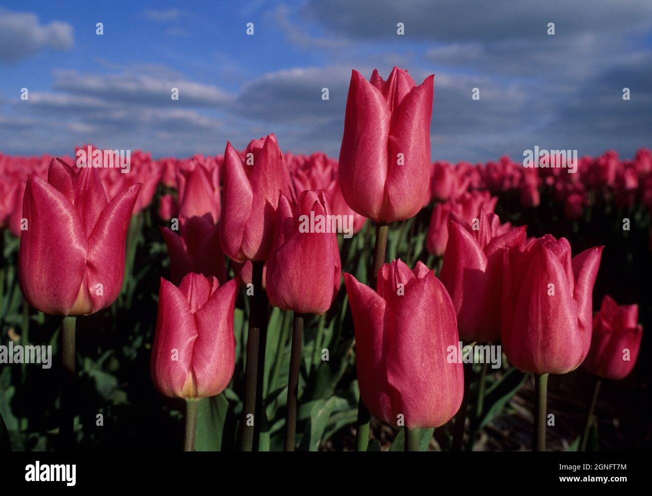 PAYS-BAS, RÉGION DE NOORD HOLLAND ET ZUID HOLLAND, TULIPFIELDS OU BULBFIELDS Banque D'Images