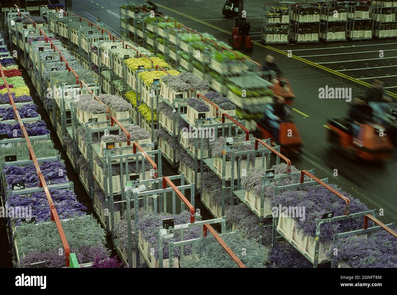 HOLLANDE, PAYS-BAS, RÉGION DE NOORD HOLLANDE, VILLE D'AALSMEER, LE MARCHÉ AUX FLEURS DE FLORAHOLLAND EST L'UN DES PLUS GRANDS BÂTIMENTS COMMERCIAUX DE Banque D'Images