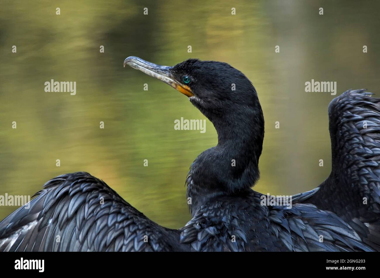 Blue-eyed cormorant Banque D'Images