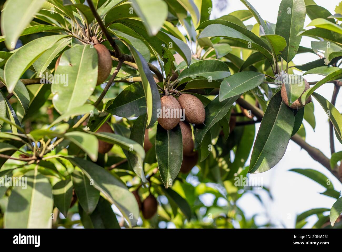 Délicieux fruit sain de sapodilla poussant sur l'arbre dans le jardin Banque D'Images