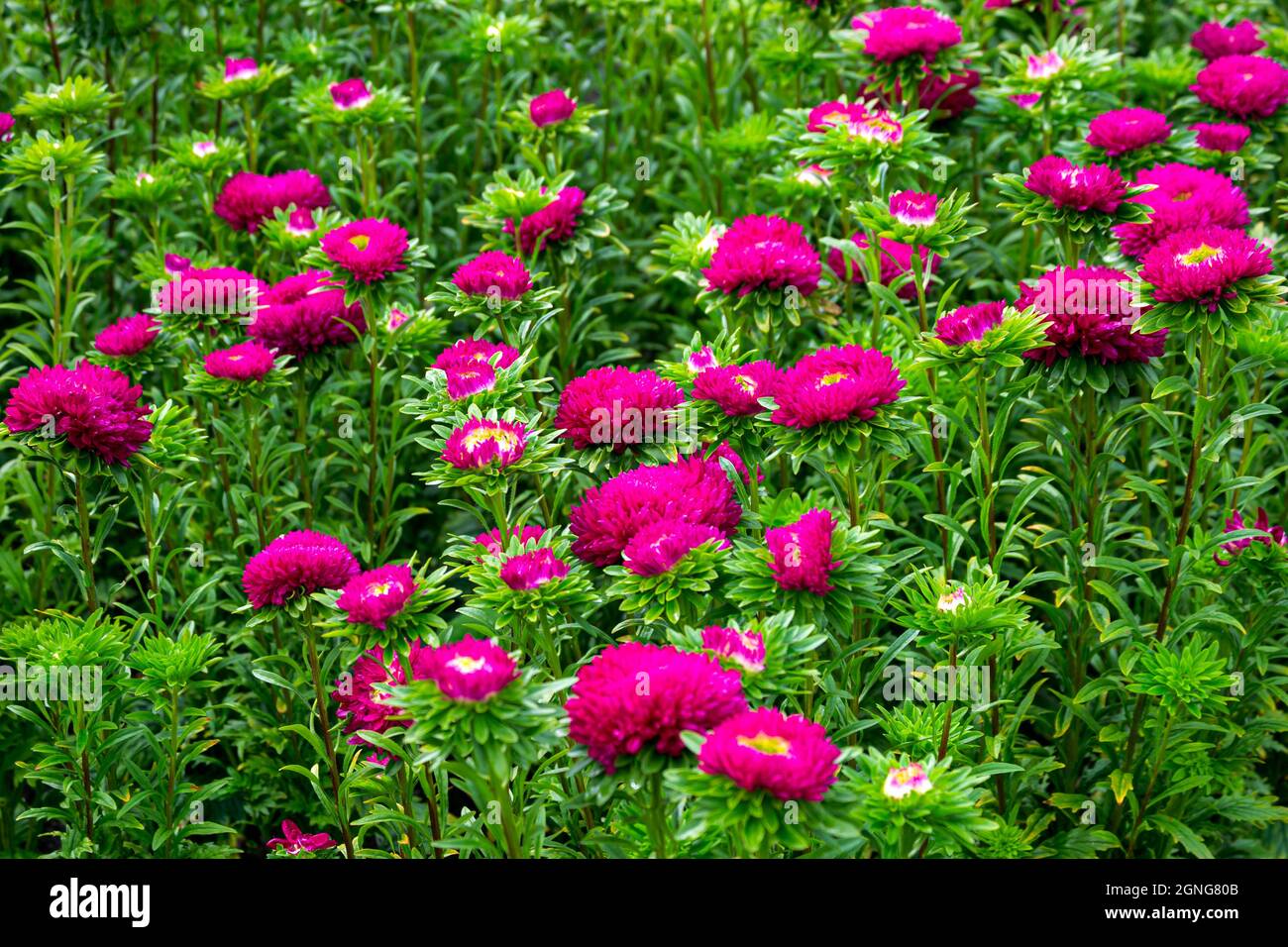 Des asters rose vif au milieu de feuilles vertes dans le lit de jardin Banque D'Images