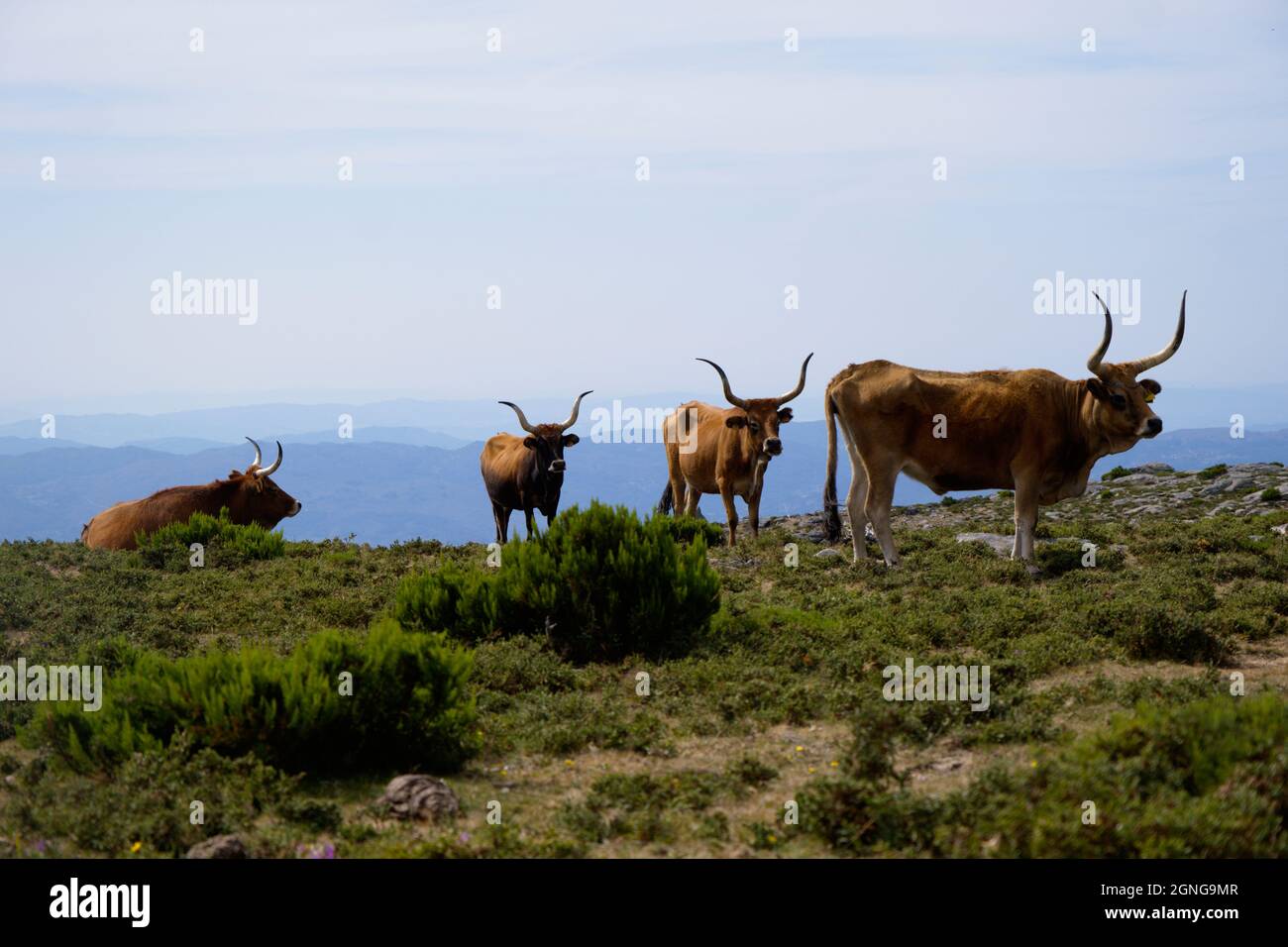 Cachena, la petite race de vache à longues cornes de cette partie du pays, qui fait librement voler les montagnes pendant l'été Banque D'Images