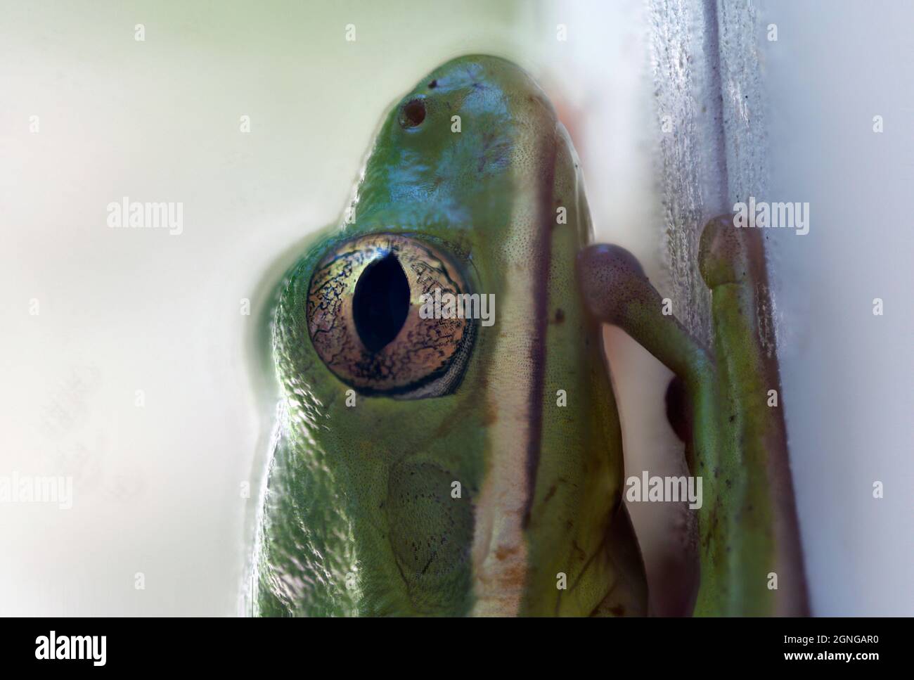 Macro-œil et bouche de la grenouille américaine d'arbre vert Hyla cinerea Banque D'Images