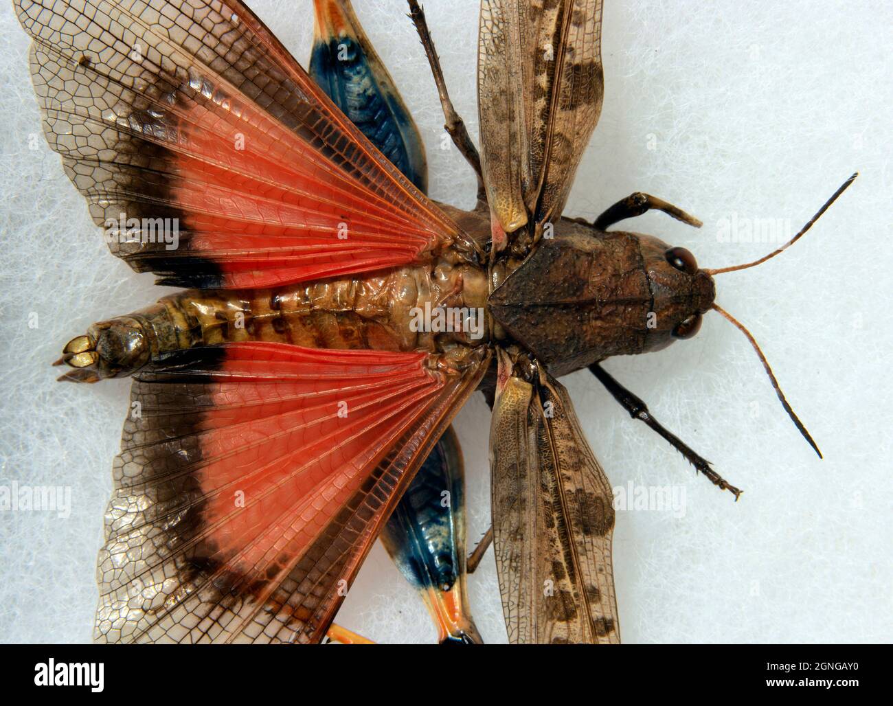 Macro orange aile Blue-legged Grasshopper Metator pardalinus Banque D'Images