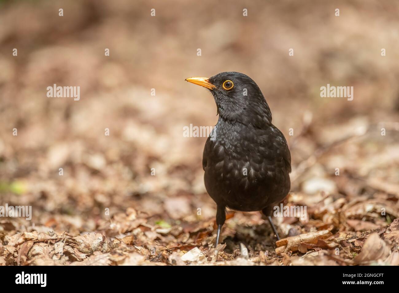 Blackbird sur fond de forêt, gros plan, en Écosse en été, sans vue Banque D'Images