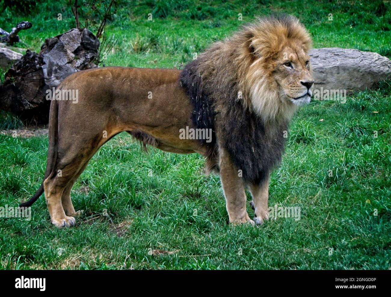 L'African Lion Zoo de Calgary Alberta Banque D'Images