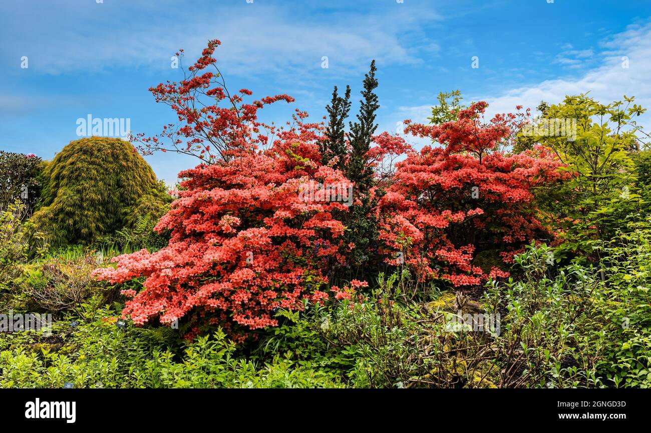 Forêt de rhododendron japonica ou azalea à fleurs d'orange colorées dans un jardin de roc, Écosse, Royaume-Uni Banque D'Images