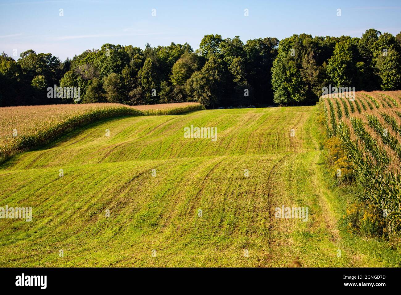 Culture de bandes de ferme dans le Wisconsin avec maïs et foin, horizontal Banque D'Images