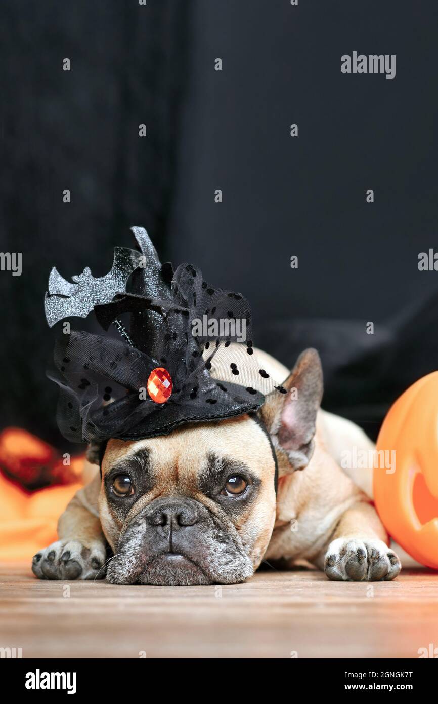 Chien Bulldog français avec chapeau de sorcière déguisé Halloween à côté de la citrouille sculptée couchée devant un fond noir Banque D'Images