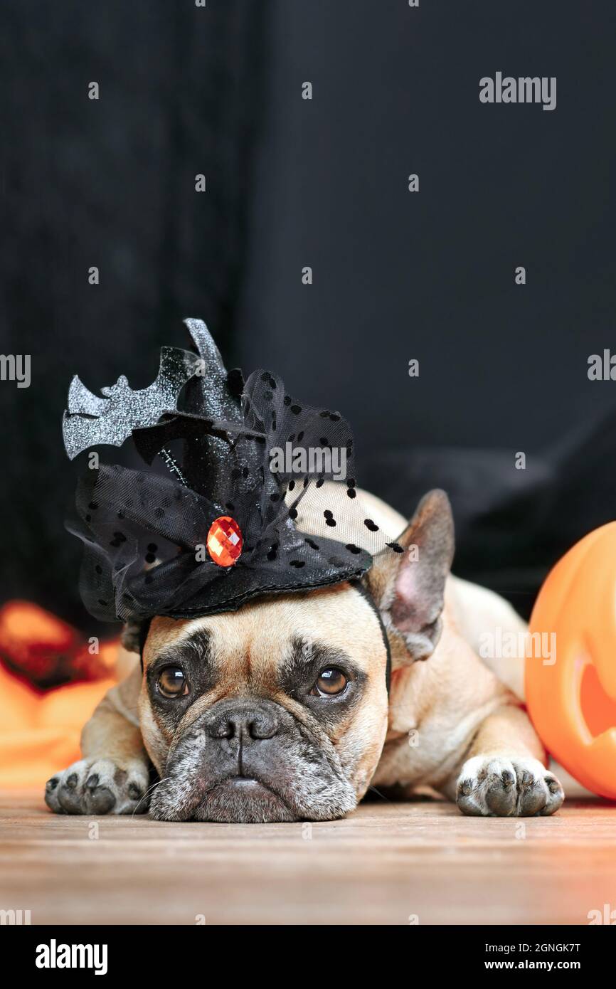 Chien Bulldog français avec chapeau de sorcière déguisé Halloween à côté de la citrouille sculptée couchée devant un fond noir Banque D'Images Chien Bulldog français avec chapeau de sorcière déguisé Halloween à côté de la citrouille sculptée couchée devant un fond noir Banque D'Images