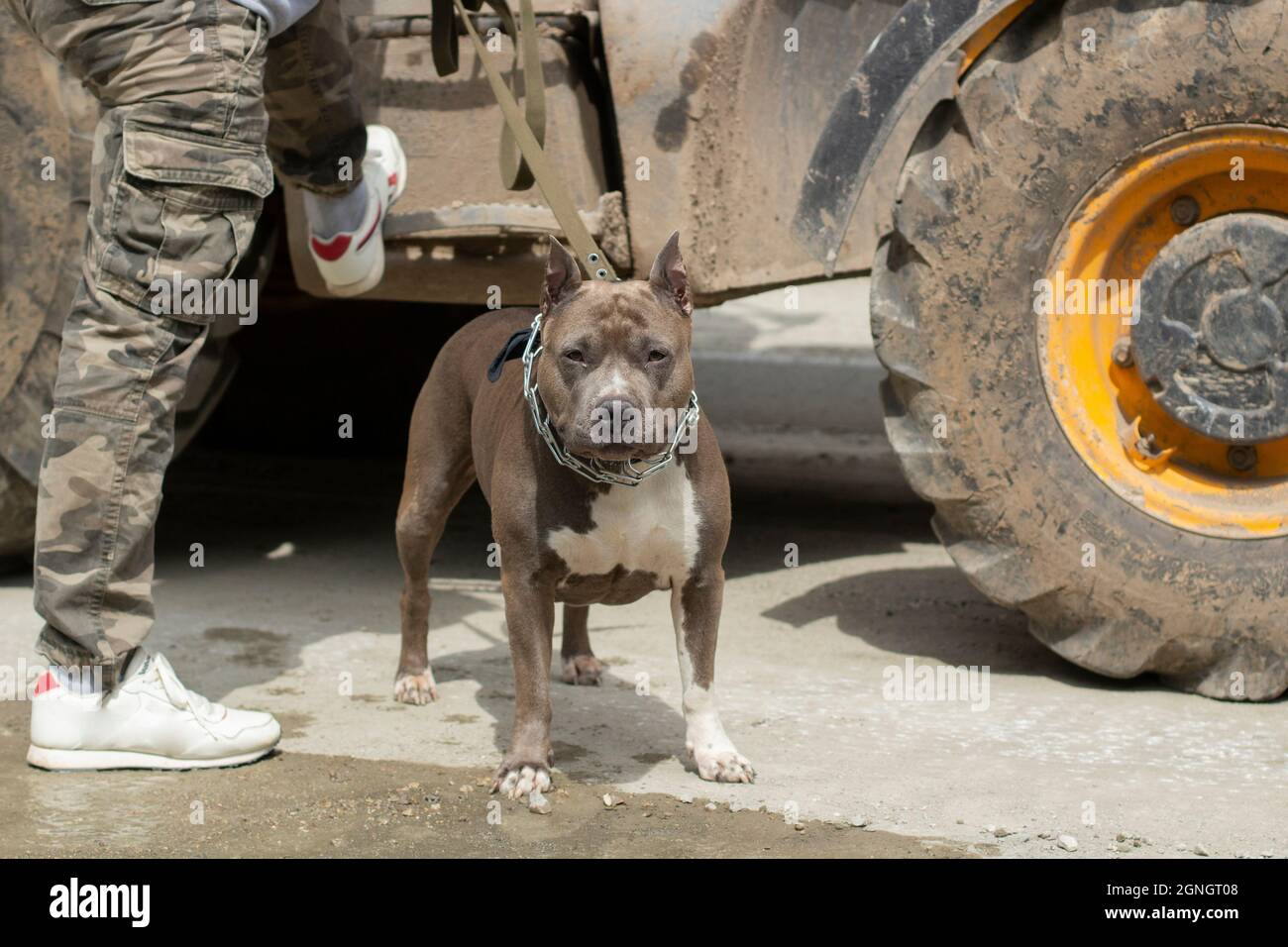 Chien de combat sur une laisse. Animal dangereux. Un chien avec un maître. Bête dangereuse sans museau. Le Bull Terrier est à l'écoute. Banque D'Images