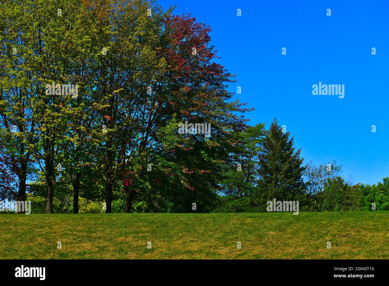 Début de l'automne vibes de longs arbres avec des feuilles colorées en septembre lors d'une journée ensoleillée avec un fond d'un ciel bleu clair et un premier plan d'herbe verte Banque D'Images