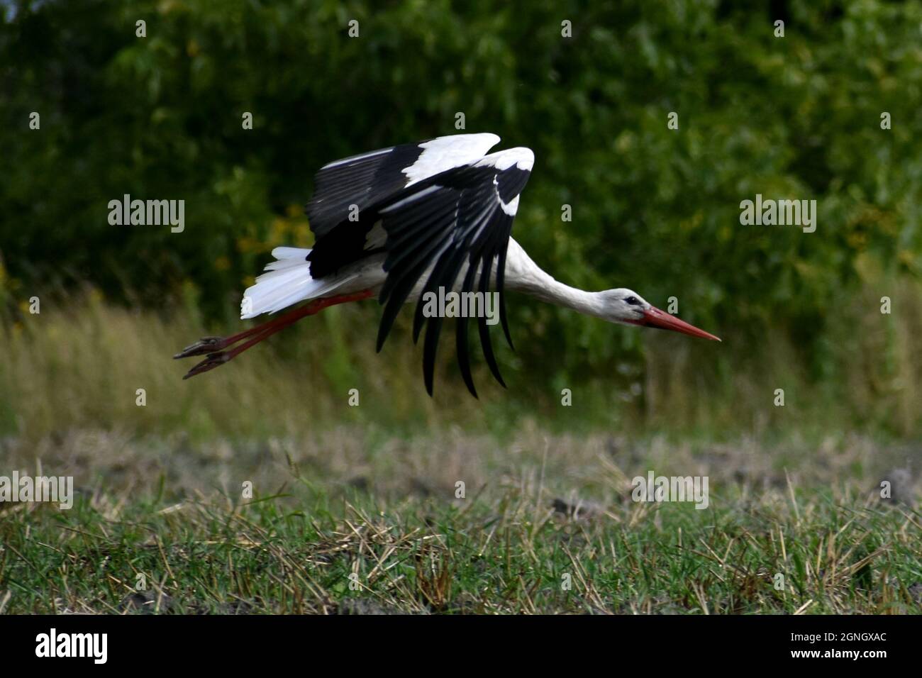 Cigogne blanche volant au-dessus d'un champ à la fin de l'été Banque D'Images