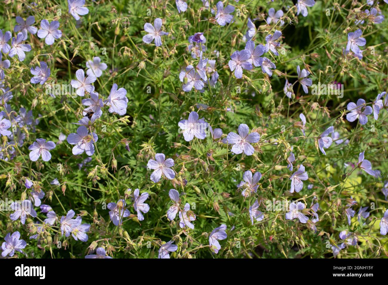 Géranium Hardy « nuage bleu » Banque D'Images