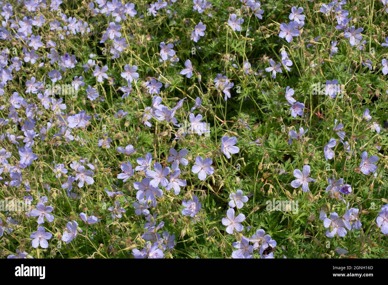 Géranium Hardy « nuage bleu » Banque D'Images