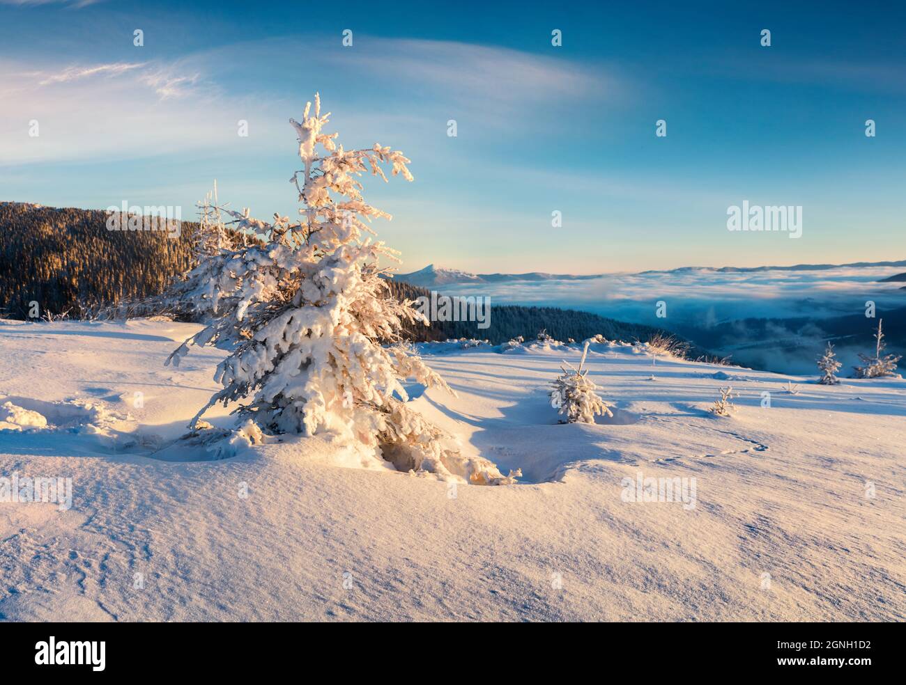 Belle scène matinale dans la forêt de montagne. Paysage hivernal spectaculaire des montagnes carpathes. Beauté de la nature concept fond. Banque D'Images