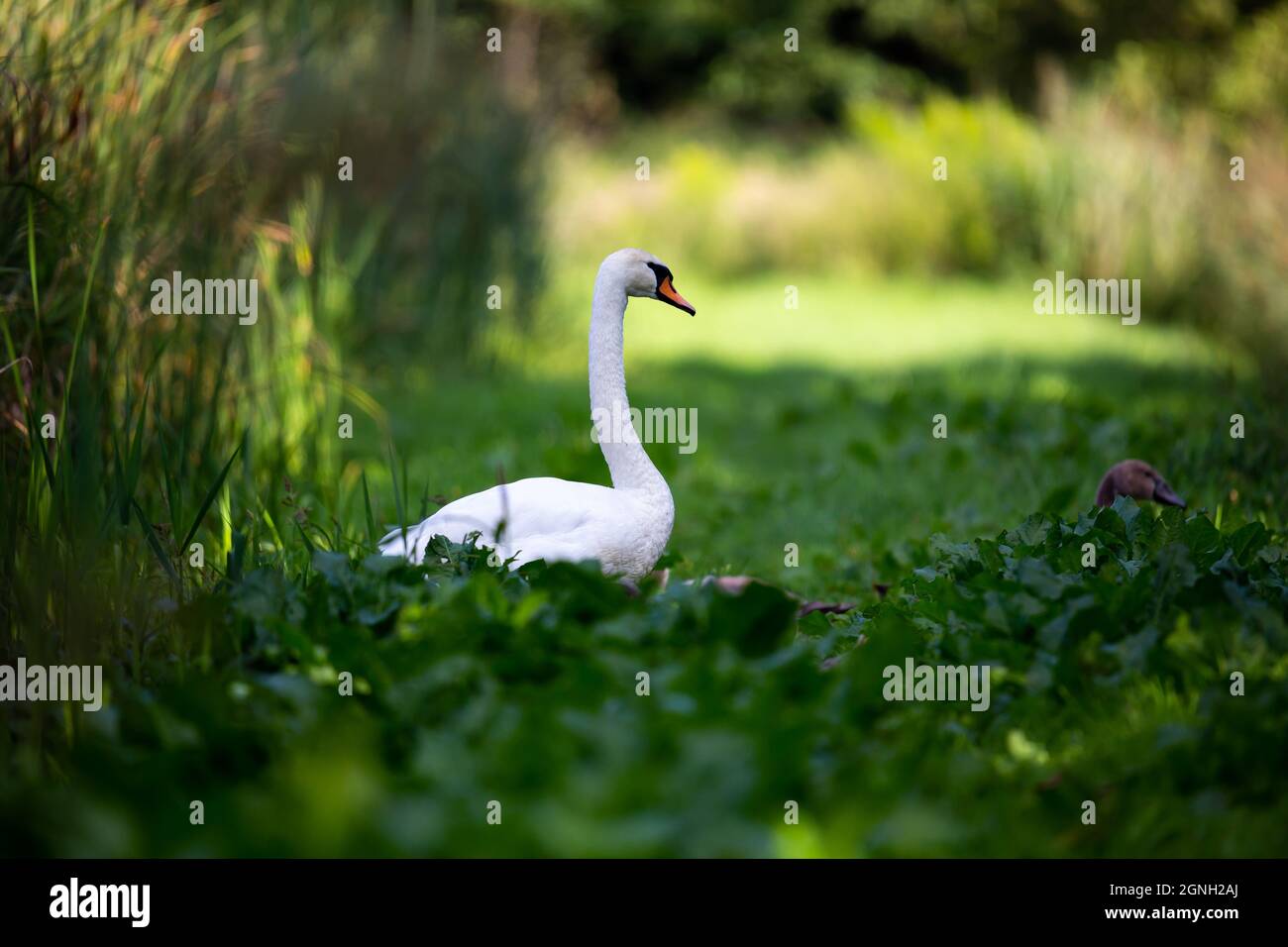 Cygne adulte protégeant les petits sur le bord de l'étang. Photo prise dans de bonnes conditions d'éclairage par temps ensoleillé Banque D'Images