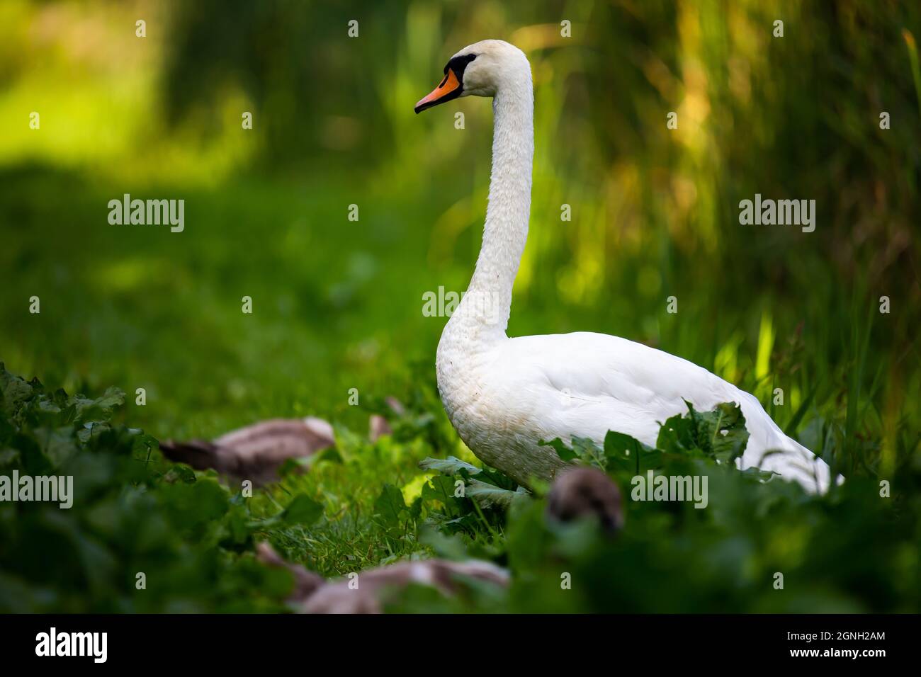 Cygne adulte protégeant les petits sur le bord de l'étang. Photo prise dans de bonnes conditions d'éclairage par temps ensoleillé Banque D'Images
