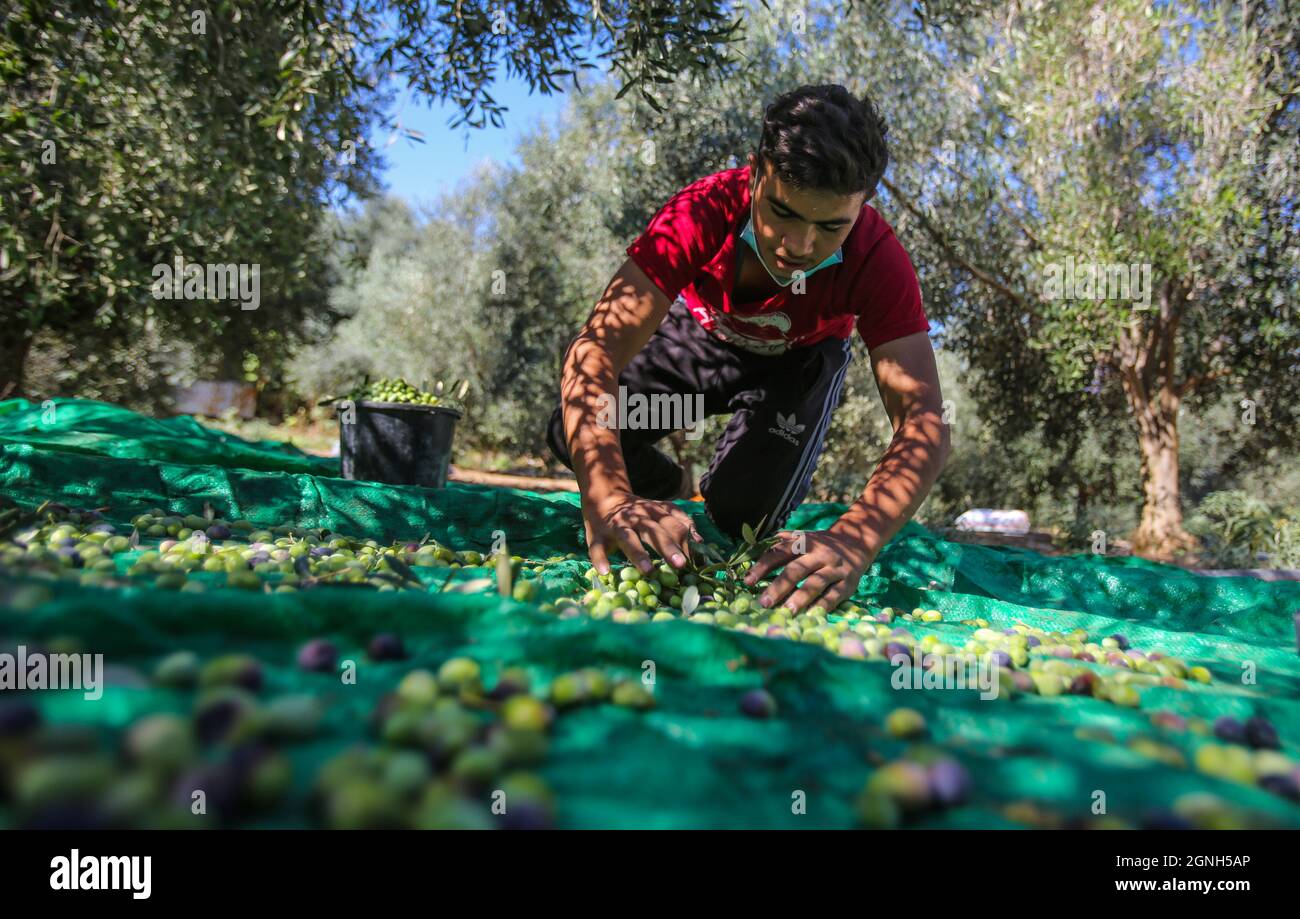 Gaza, Palestine. 25 septembre 2021. Un palestinien récolte des olives sous un olivier après avoir récolté dans la ville d'Al-Zawaideh, dans le centre de la bande de Gaza. Les agriculteurs palestiniens ont commencé à récolter des olives au début de la saison pour produire de l'huile d'olive et à exporter vers Israël et d'autres pays des meilleurs genres dans le monde. (Photo par Ahmed Zakot/SOPA Images/Sipa USA) crédit: SIPA USA/Alay Live News Banque D'Images