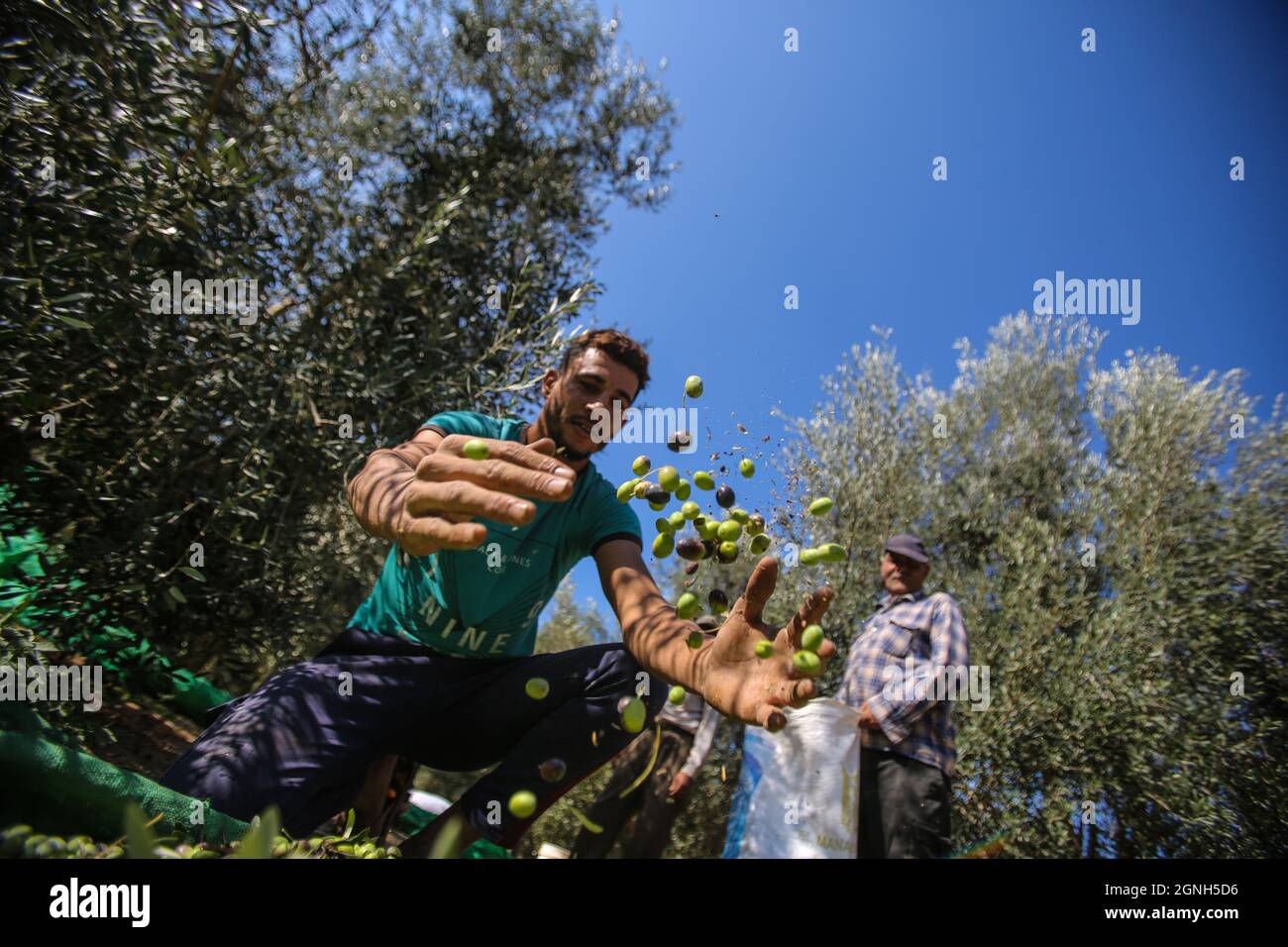 Gaza, Palestine. 25 septembre 2021. Un agriculteur palestinien purifie les olives après les avoir récoltées dans la ville d'Al-Zawaideh, dans le centre de la bande de Gaza. Les agriculteurs palestiniens ont commencé à récolter des olives au début de la saison pour produire de l'huile d'olive et à exporter vers Israël et d'autres pays. L'huile d'olive palestinienne est considérée comme l'une des meilleures sortes partout dans le monde. (Photo par Ahmed Zakot/SOPA Images/Sipa USA) crédit: SIPA USA/Alay Live News Banque D'Images