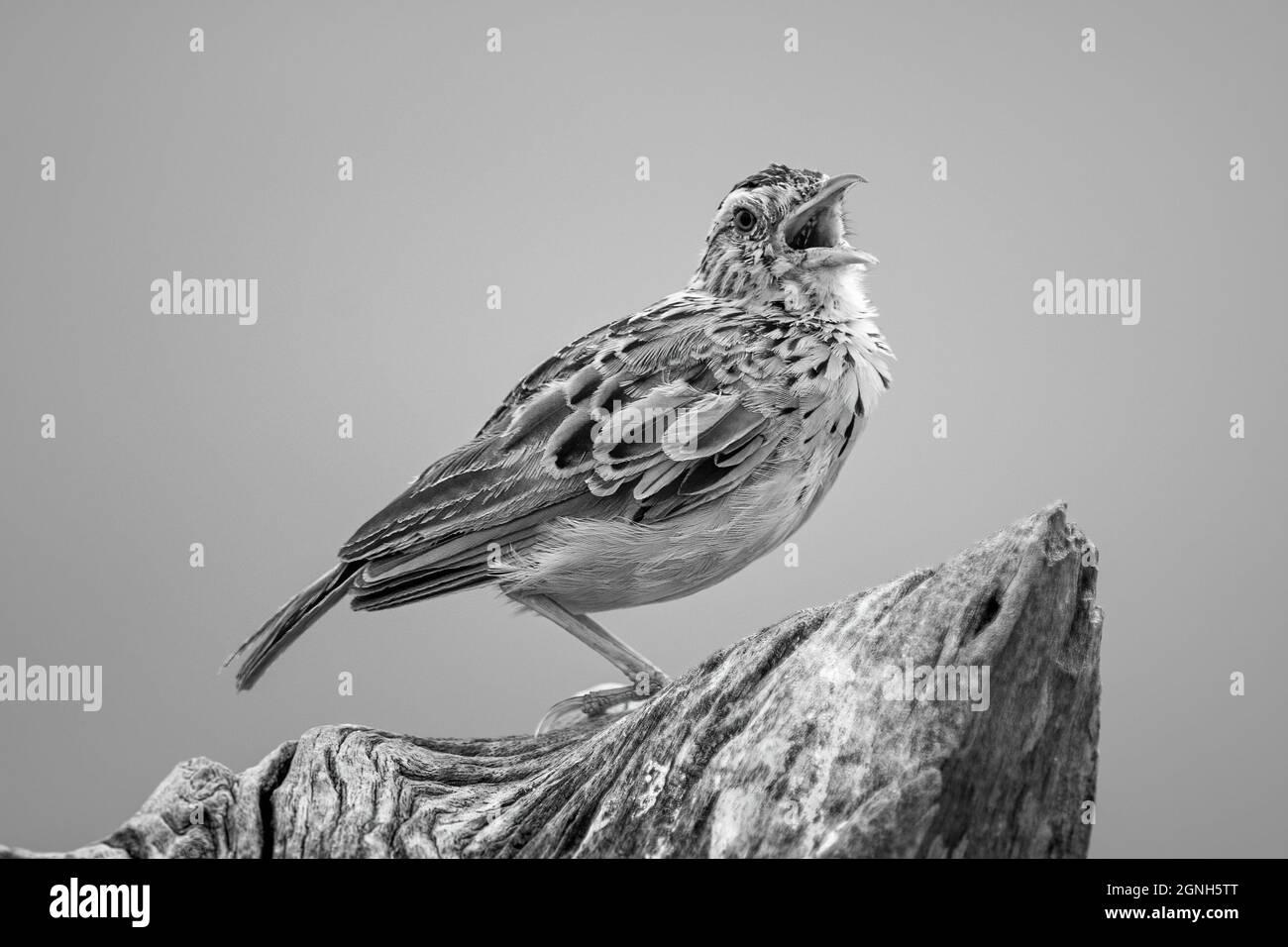 La cisticola à piqûres de mono ouvre le bec sur la souche Banque D'Images