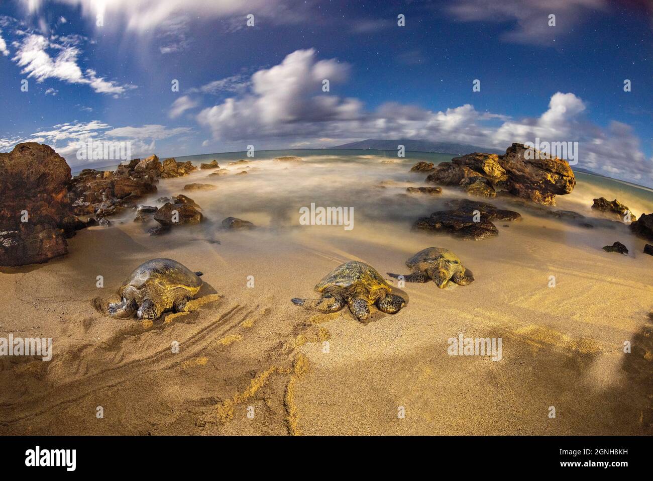 Ces trois tortues marines vertes, Chelonia mydas, une espèce en voie de disparition, se sont retirées sur une petite plage à 10 heures la nuit. Cette exposition longue montre étoile Banque D'Images