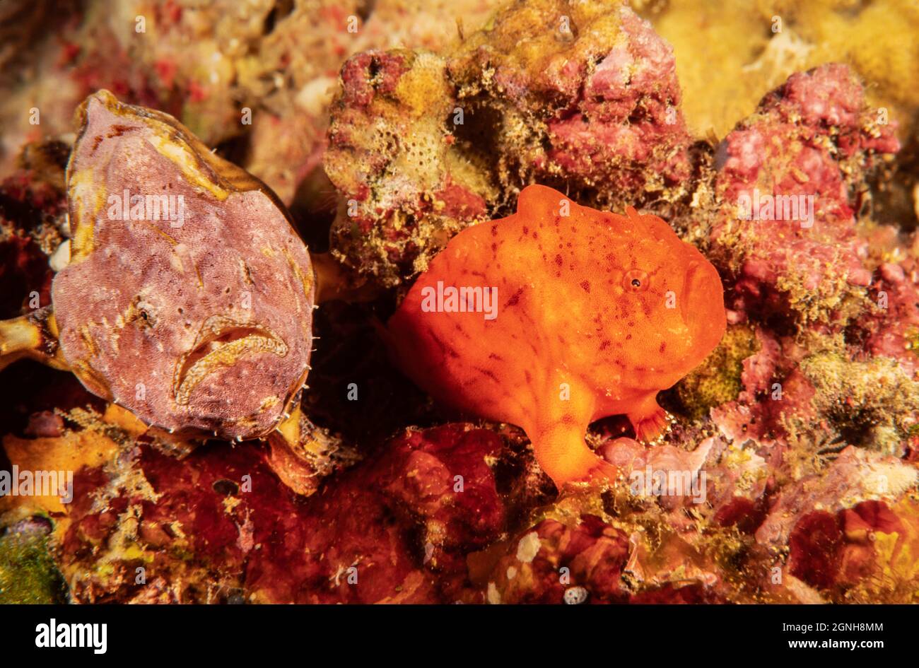 Malgré les différences d'apparence, ces deux poissons sont des grenouille réticulée, Antennatus tuberosus, parfois appelé grenouille tuberculeuse, Banque D'Images