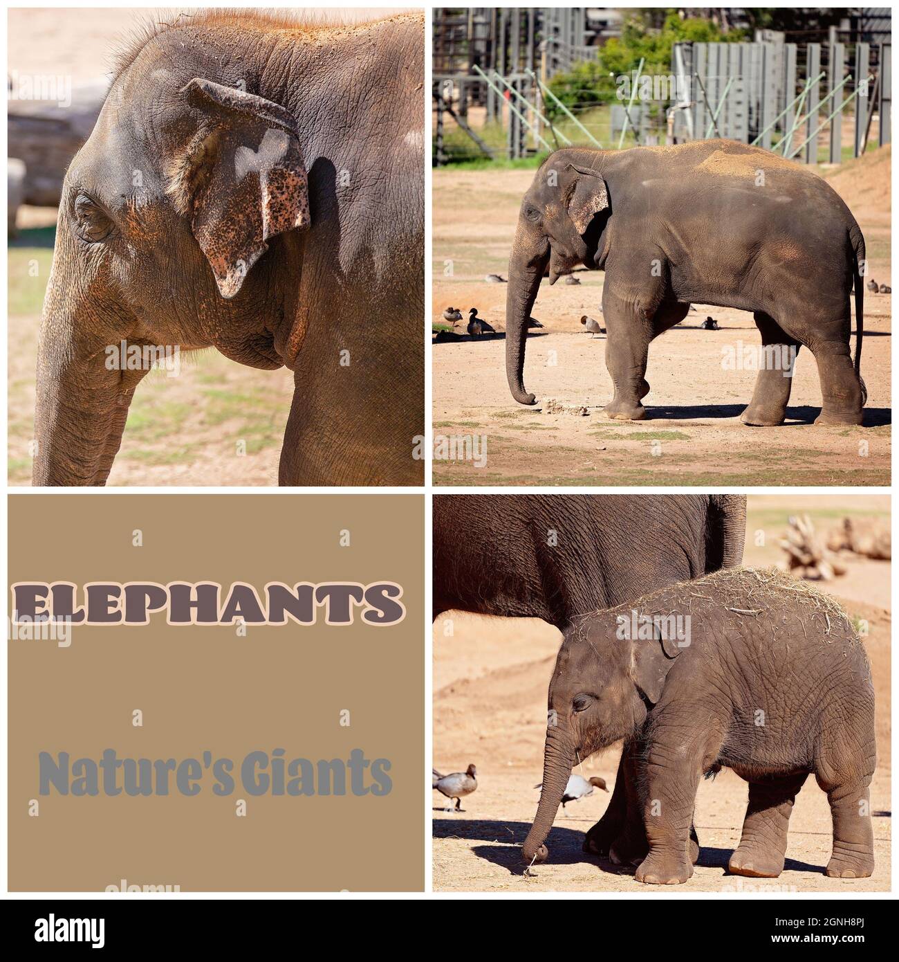 Un collage d'images d'éléphants y compris un veau Banque D'Images