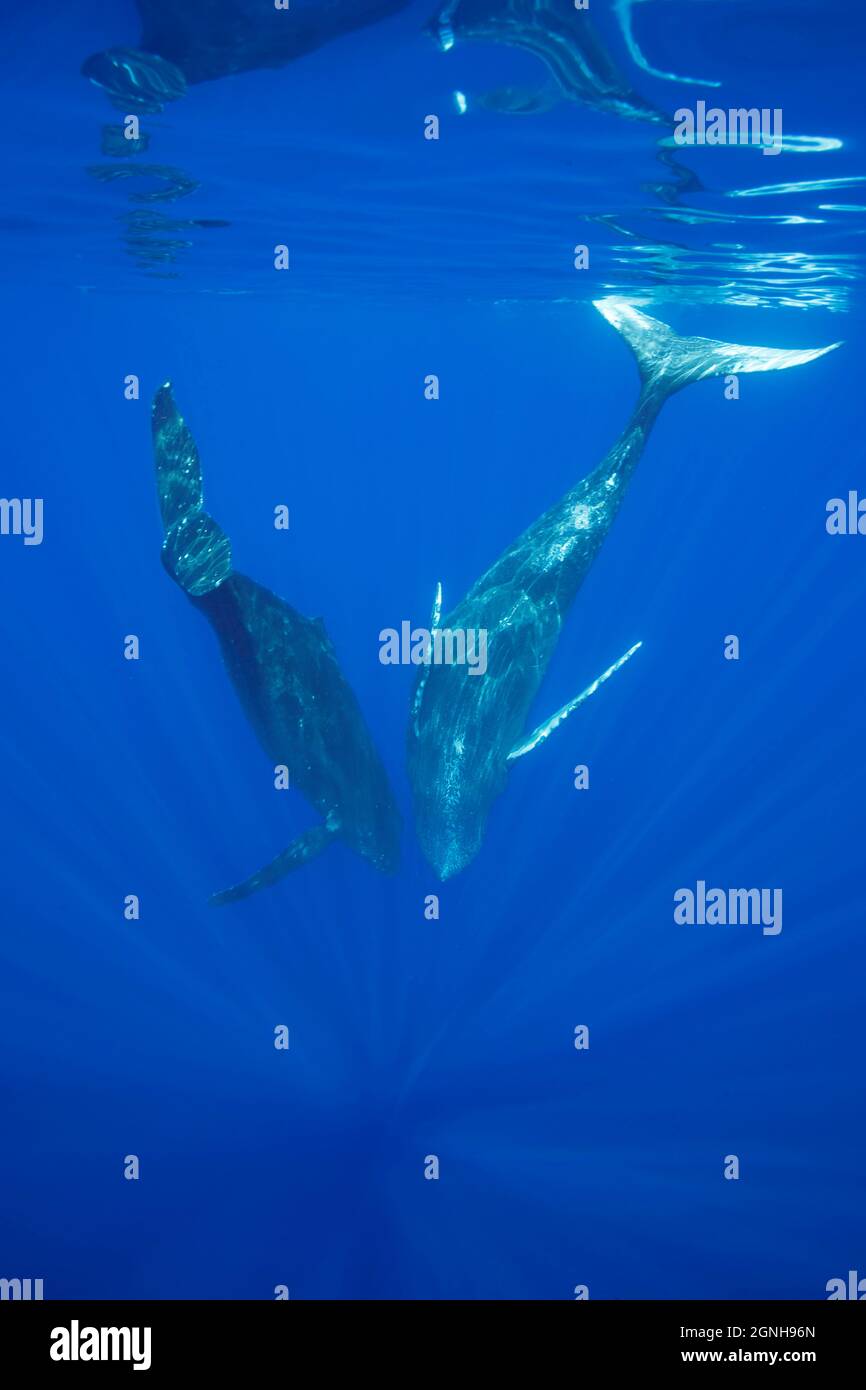 Les baleines à bosse, Megaptera novaeangliae, sous-marin, Hawaii. Banque D'Images