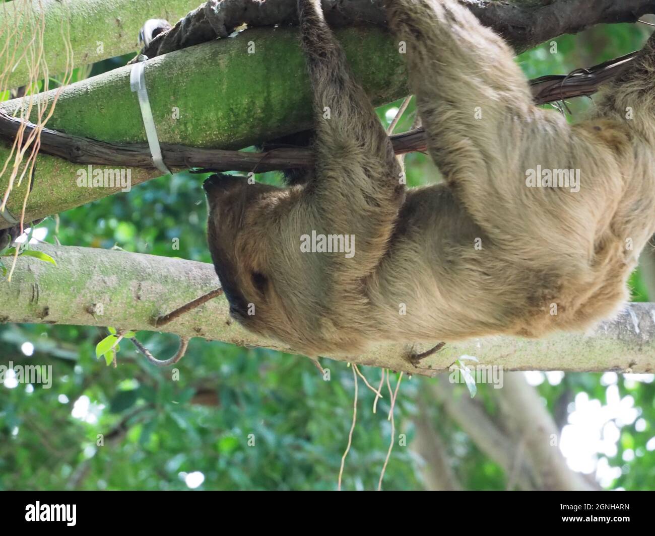 National Aviary - le Sloth à deux doigts de Linnaeus en mouvement Banque D'Images