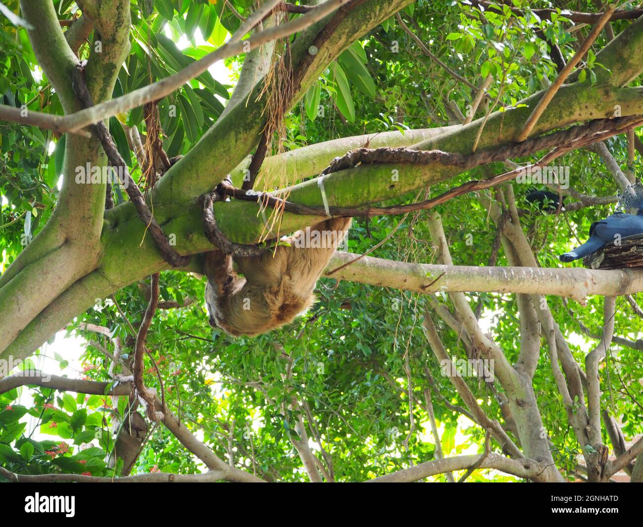 National Aviary - le Sloth à deux doigts de Linnaeus en mouvement Banque D'Images